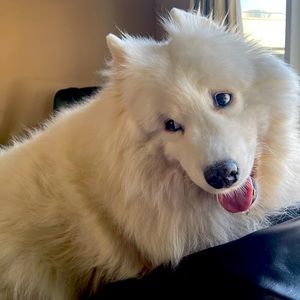 Meet your Posher, Alison